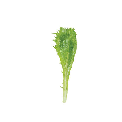 Riptide Romaine Lettuce (Cos)