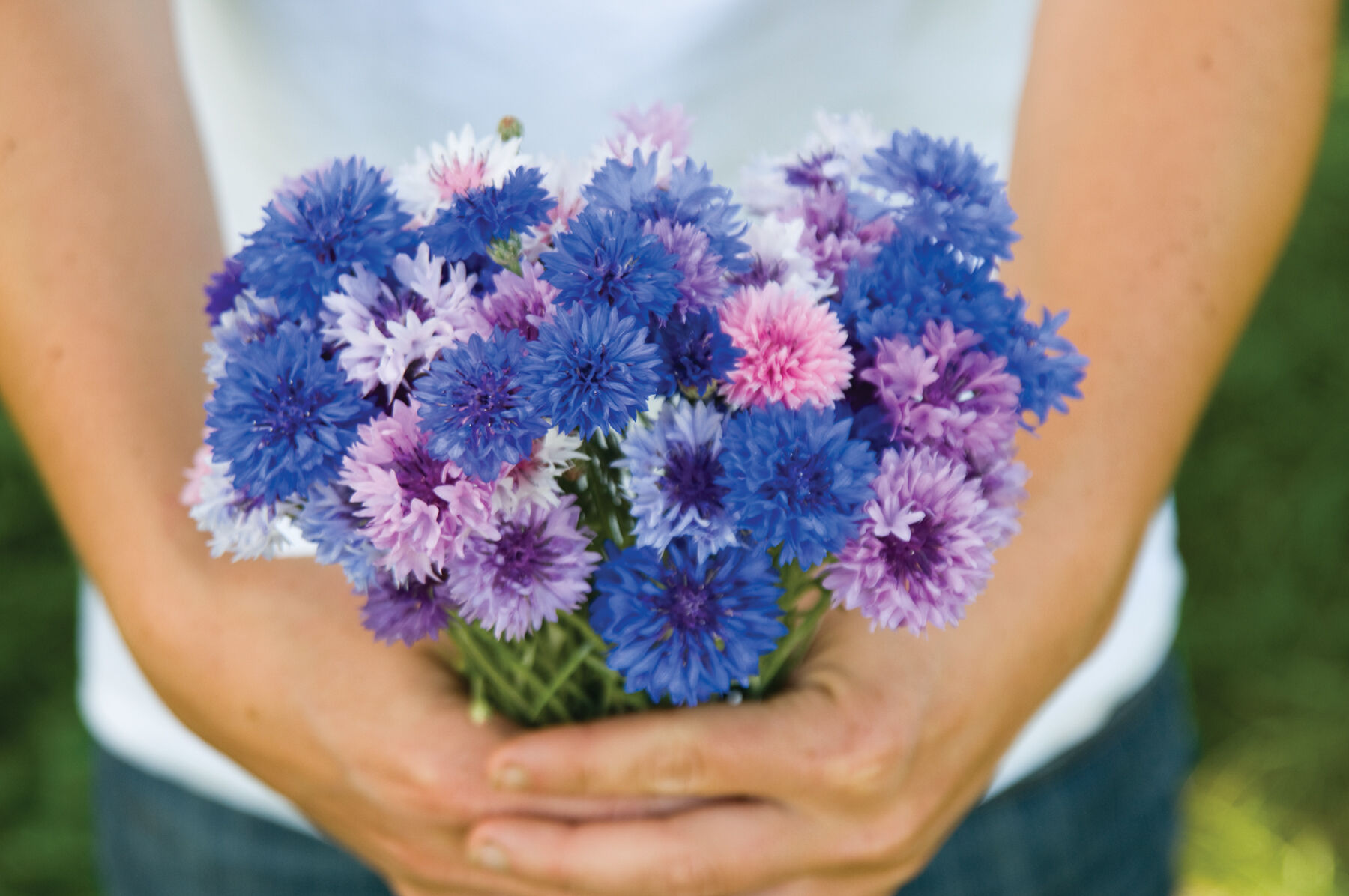 Choice Mix Centaurea (Bachelor's Button)