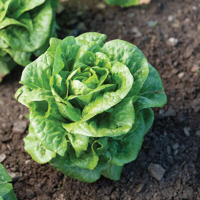 Winter Density Romaine Lettuce (Cos)