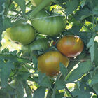 Woodstock Specialty Tomatoes