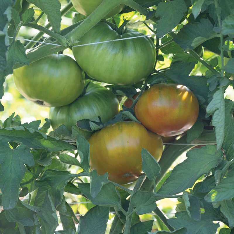 Woodstock Specialty Tomatoes