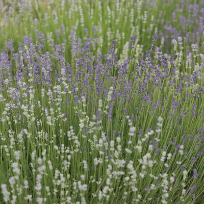 Munstead-Type Lavender