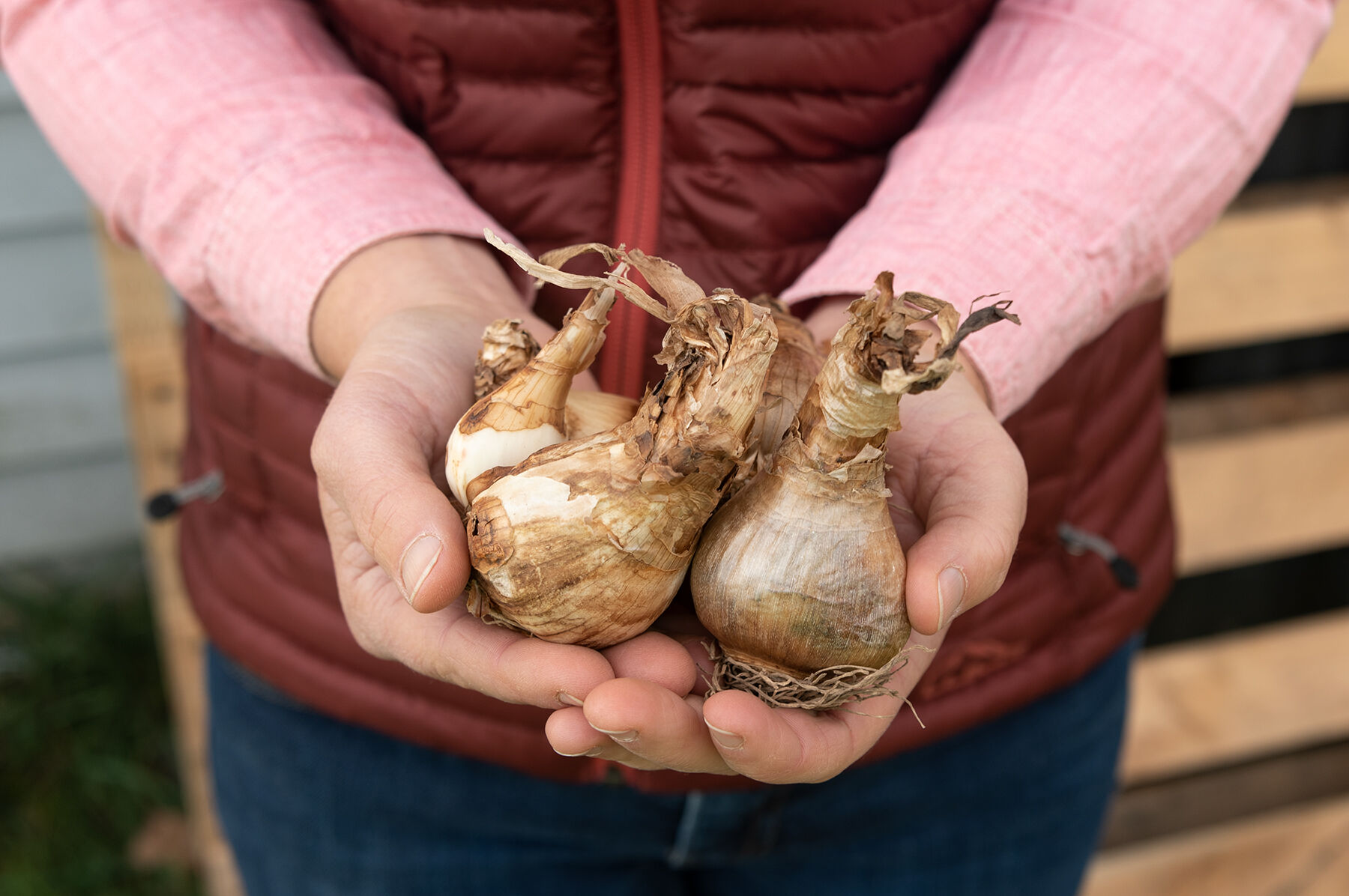 Yellow Cheerfulness Narcissus
