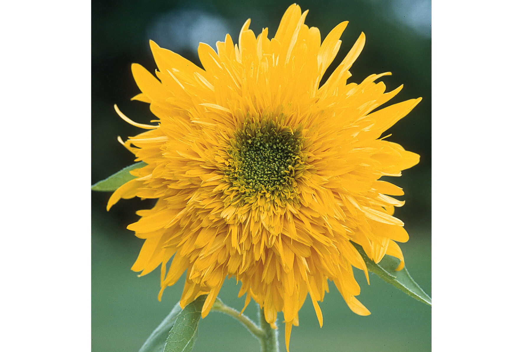 Double Quick Orange Tall Sunflowers