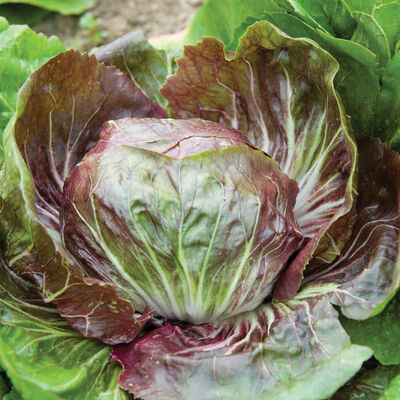 Indigo Radicchio