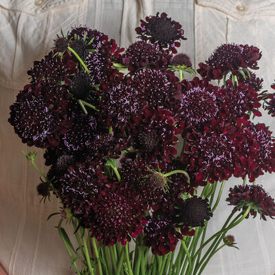 Black Beauty Scabiosa (Pincushion Flower)