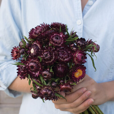 Purple Red Strawflower