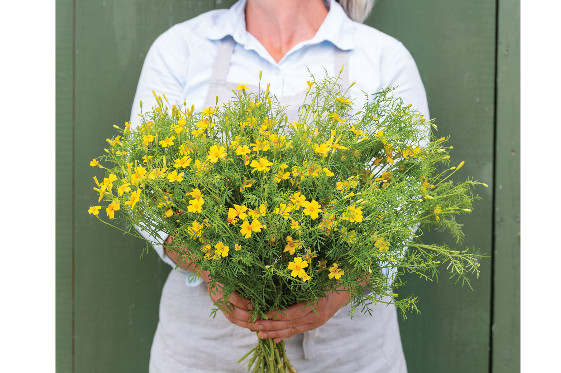 Tangerine Gem Marigold