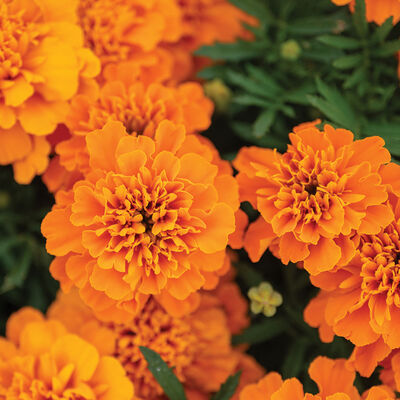 Bonanza™ Deep Orange French Marigolds