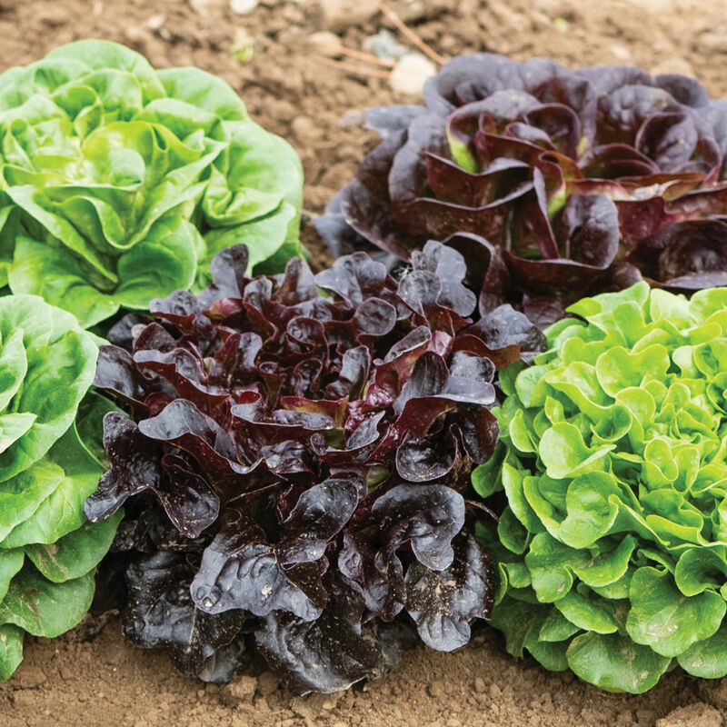 Salanova&reg; Premier Collection Salanova&reg; Lettuce