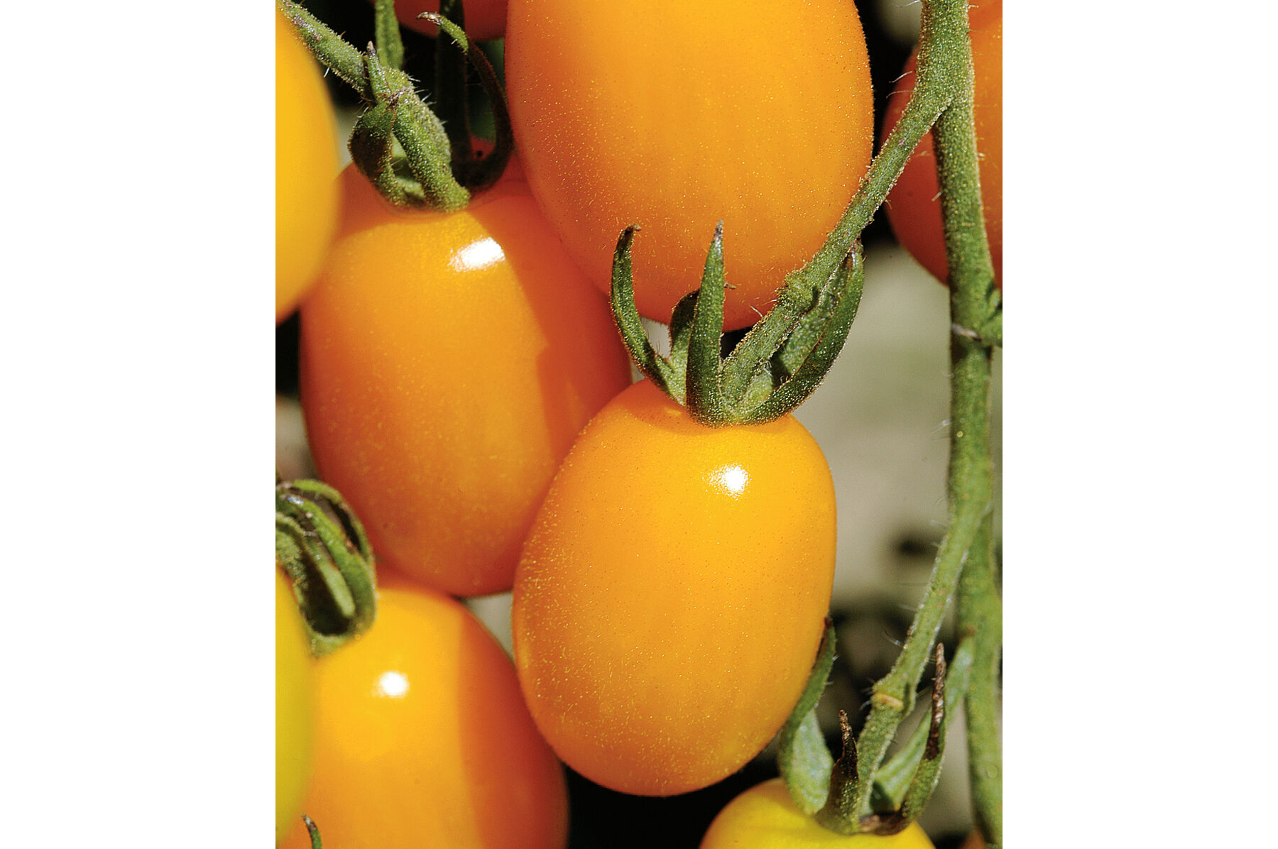 Golden Sweet Grape Tomatoes