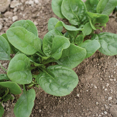 Lizard Smooth-Leaf Spinach