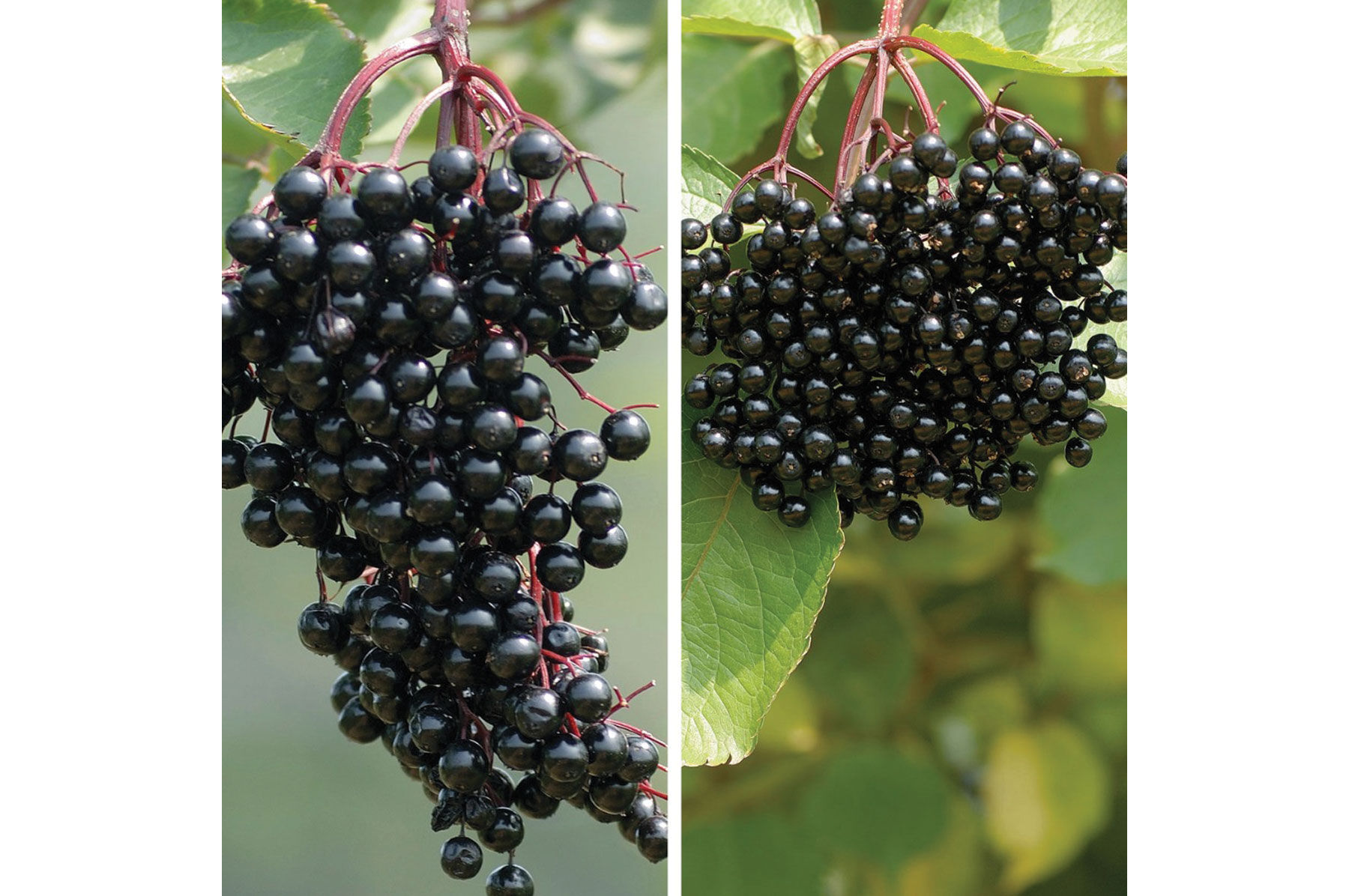 Elderberry Plant Collection Elderberry