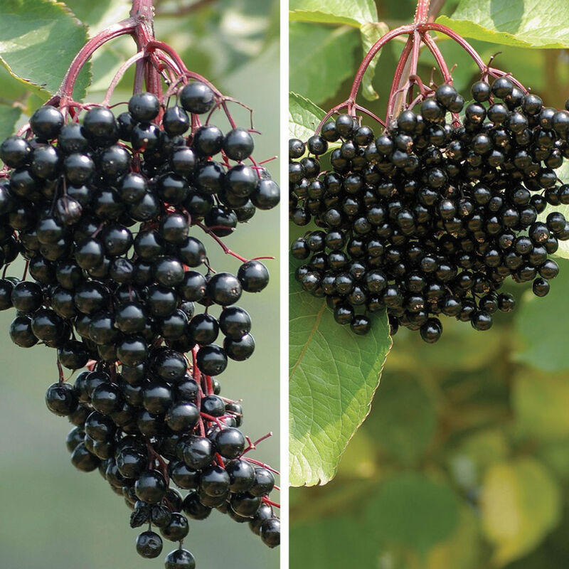 Elderberry Plant Collection Elderberry
