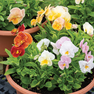 Imperial™ Antique Shades Viola (Pansy)