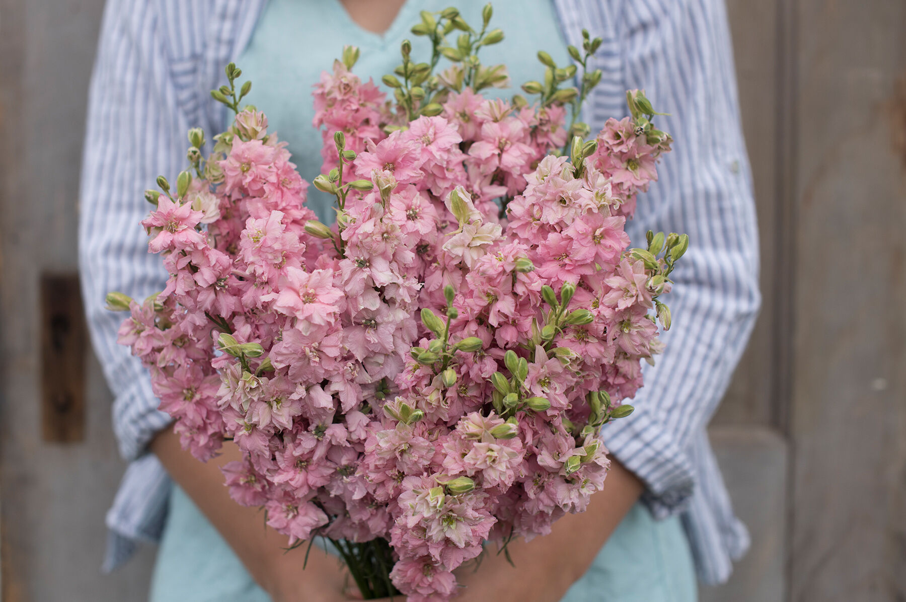 QIS&trade; Light Pink Larkspur