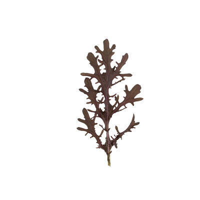 Purple Frills Mustard Greens