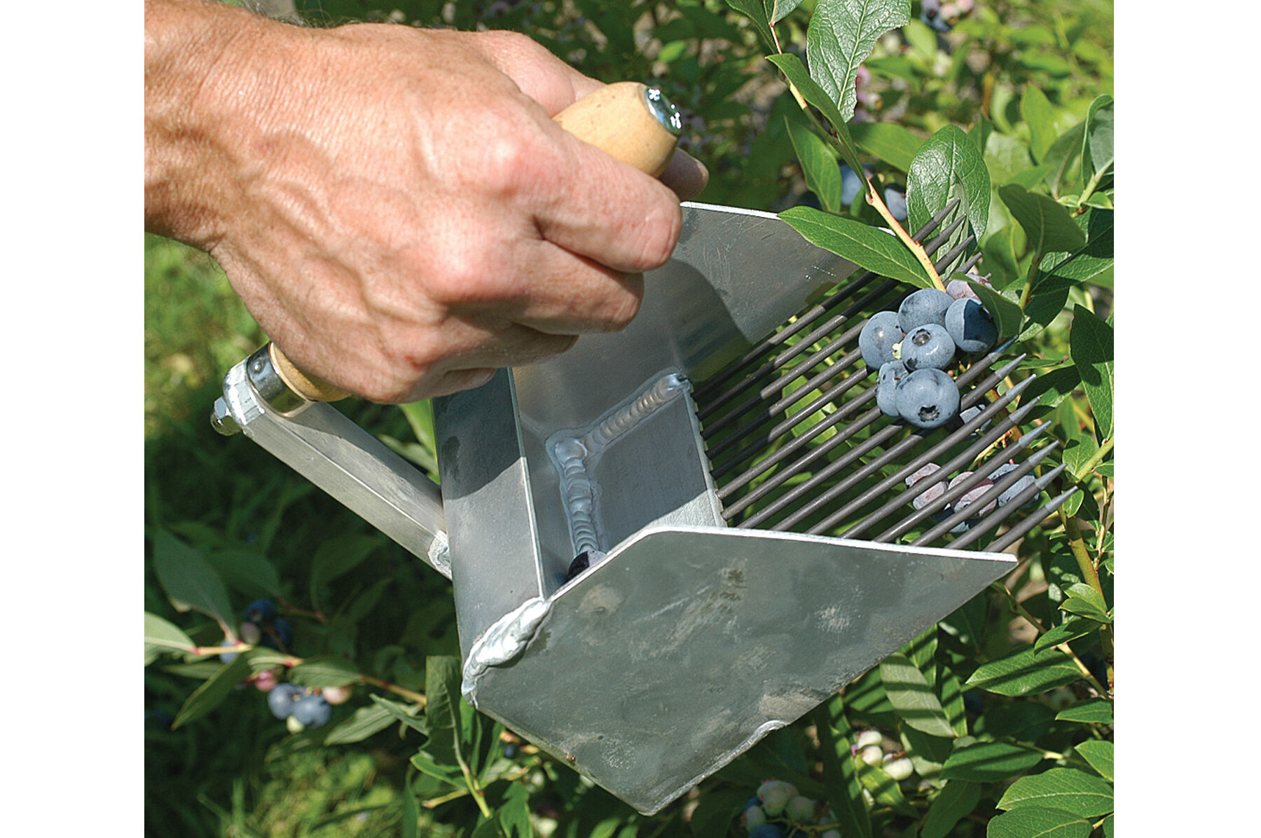 Highbush Blueberry Rake Harvesting Tools