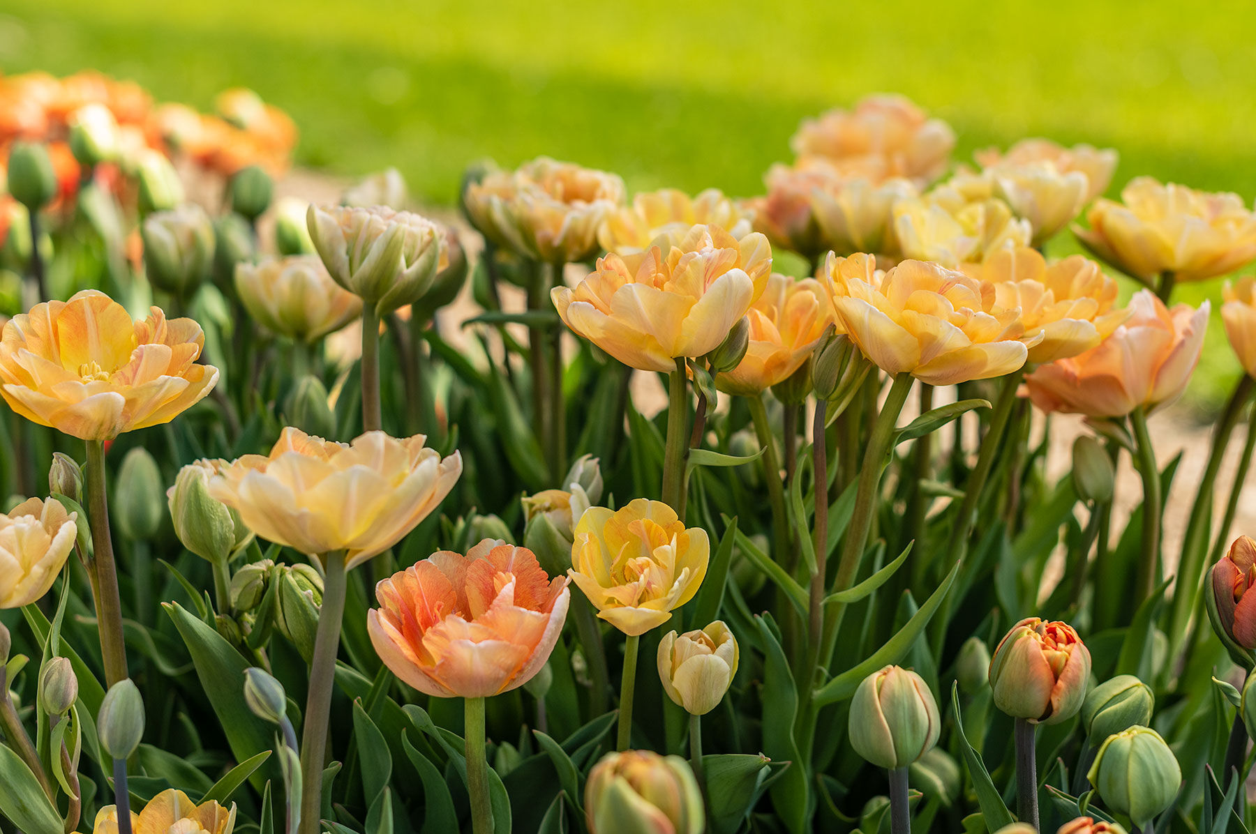 Charming Beauty Tulips
