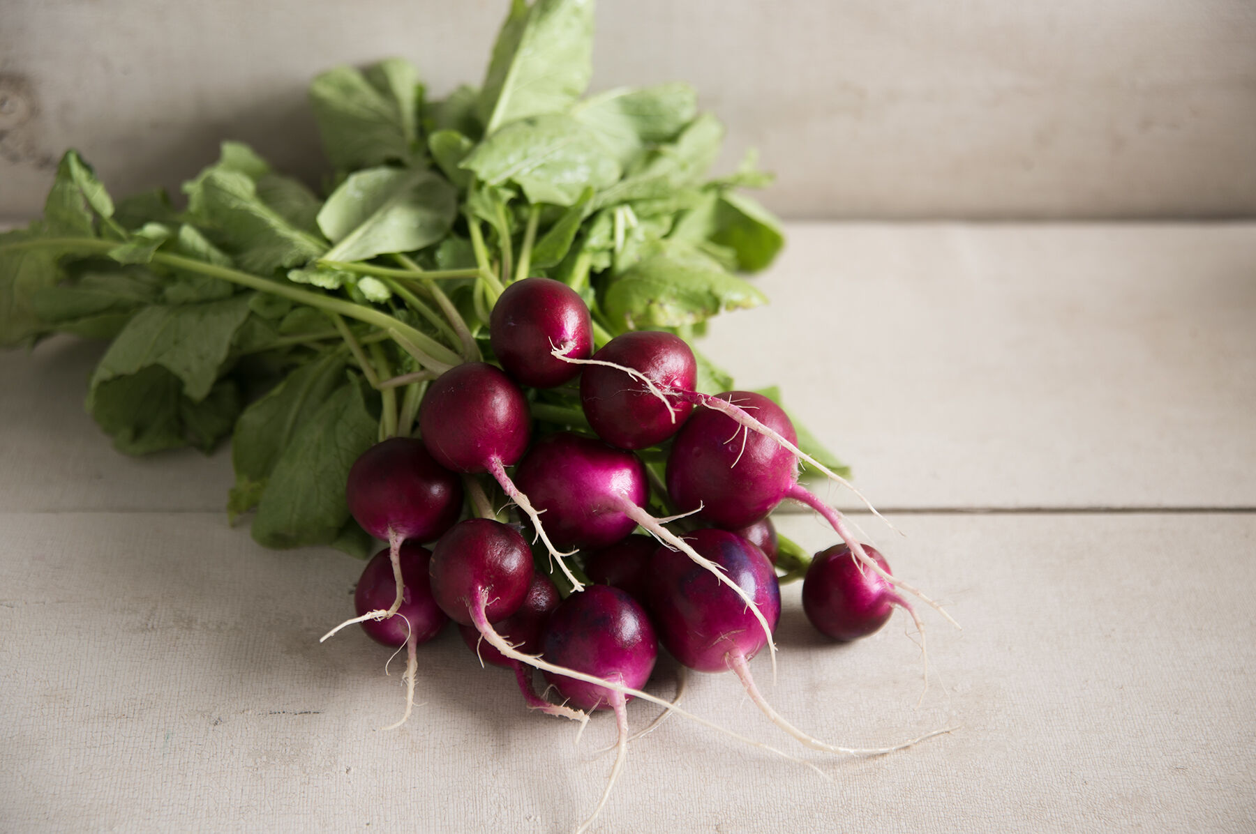 Bacchus Round Radishes