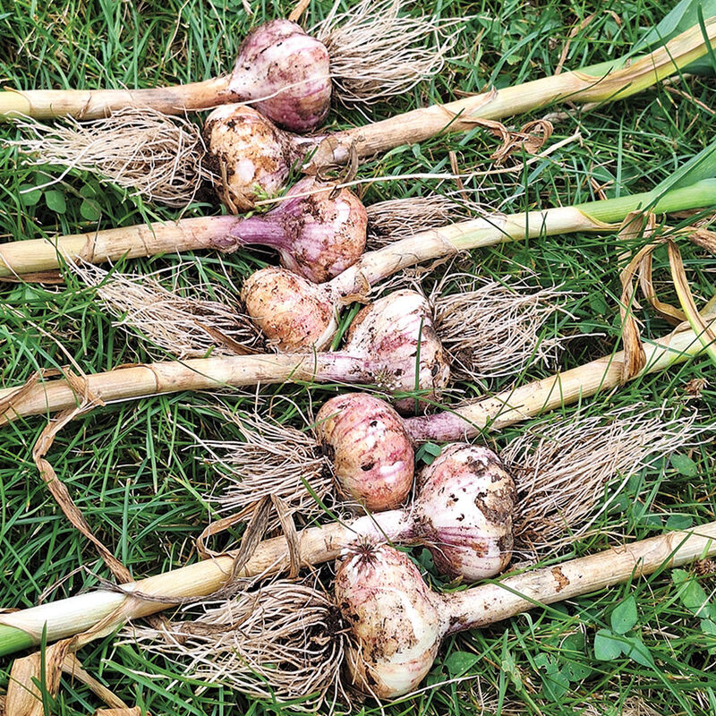 Appalachian Select Garlic