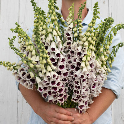 Pam's Choice Digitalis (Foxglove)