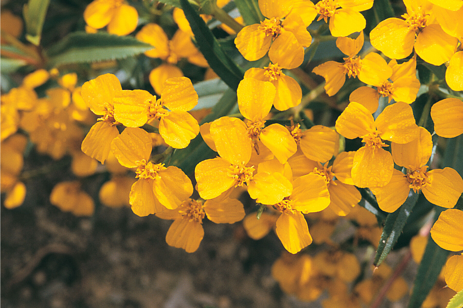 Mexican Mint Marigold Mexican Mint Marigold
