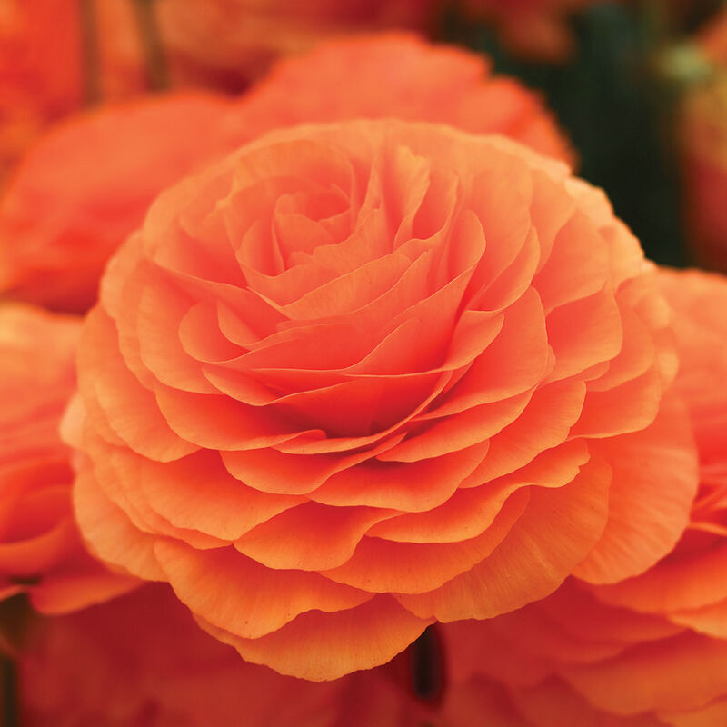 Romance&trade; Digne&reg; Ranunculus