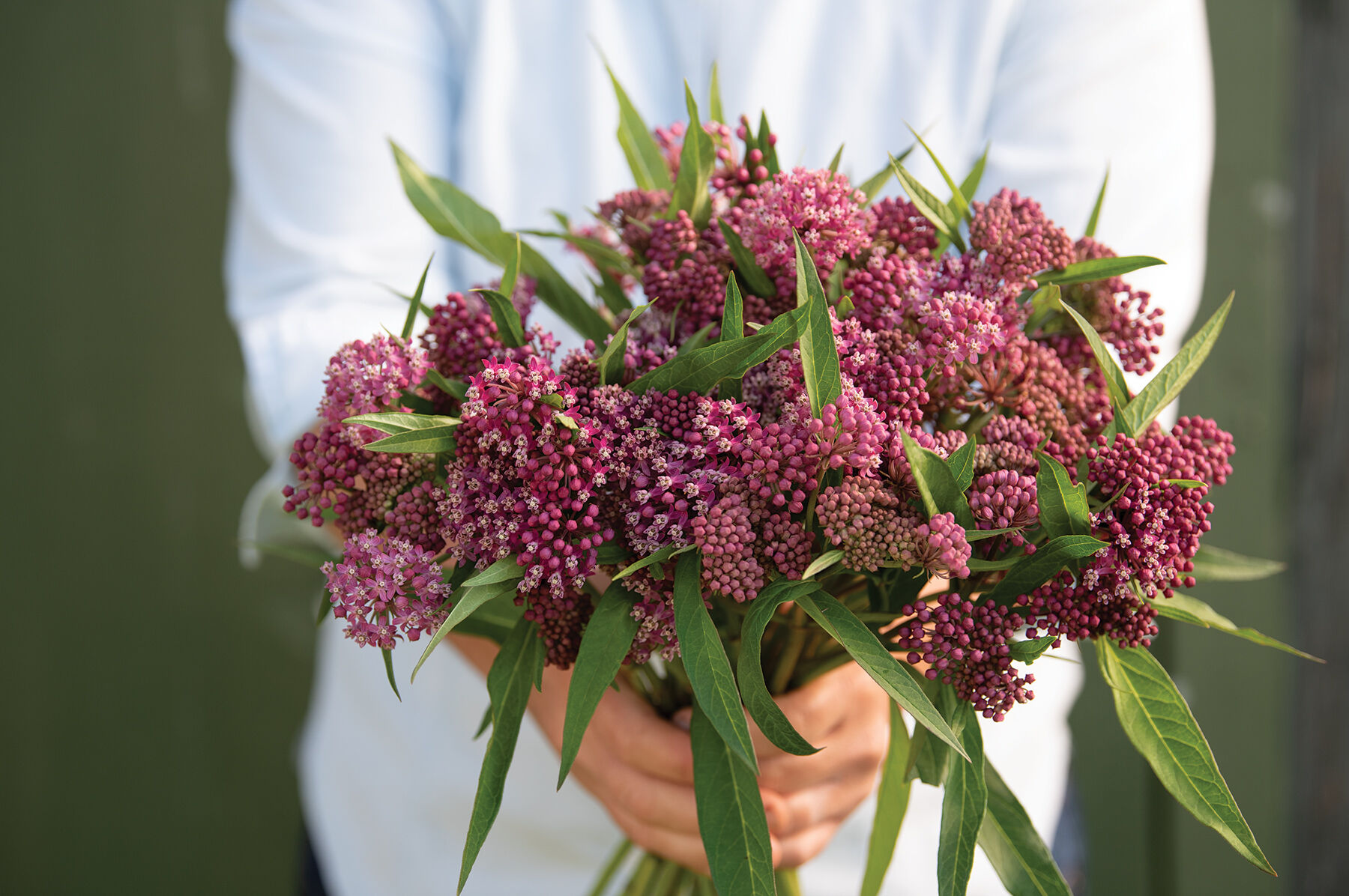 Soulmate Asclepias (Butterfly Weed)