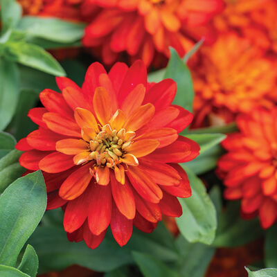 Double Zahara™ Fire Zinnias