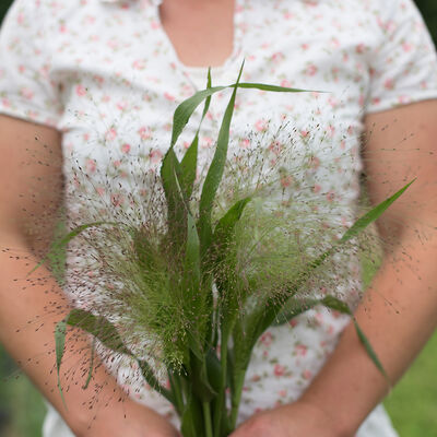 Frosted Explosion Grasses, Ornamental