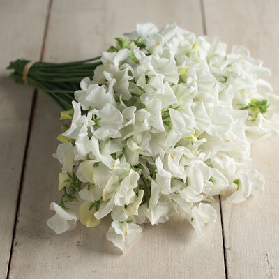 Royal Wedding Sweet Peas