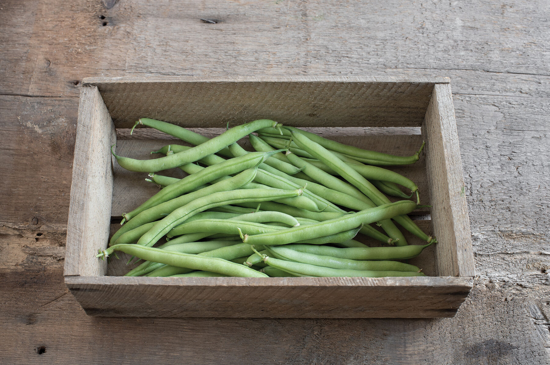 Provider Bush Beans