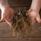 Albion &ndash; Fall-Planted Strawberry Bare-Root Plants