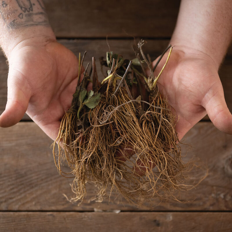 Albion &ndash; Fall-Planted Strawberry Bare-Root Plants