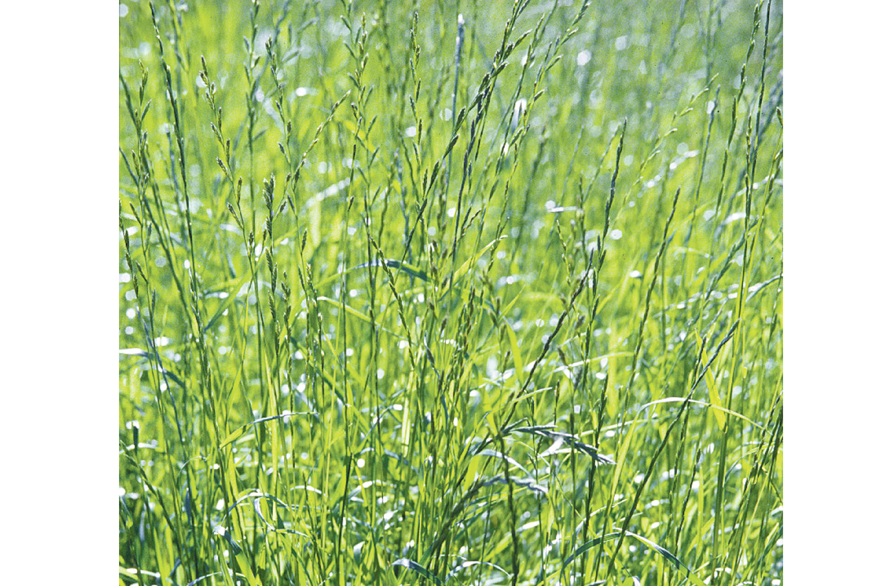 Ryegrass Ryegrass