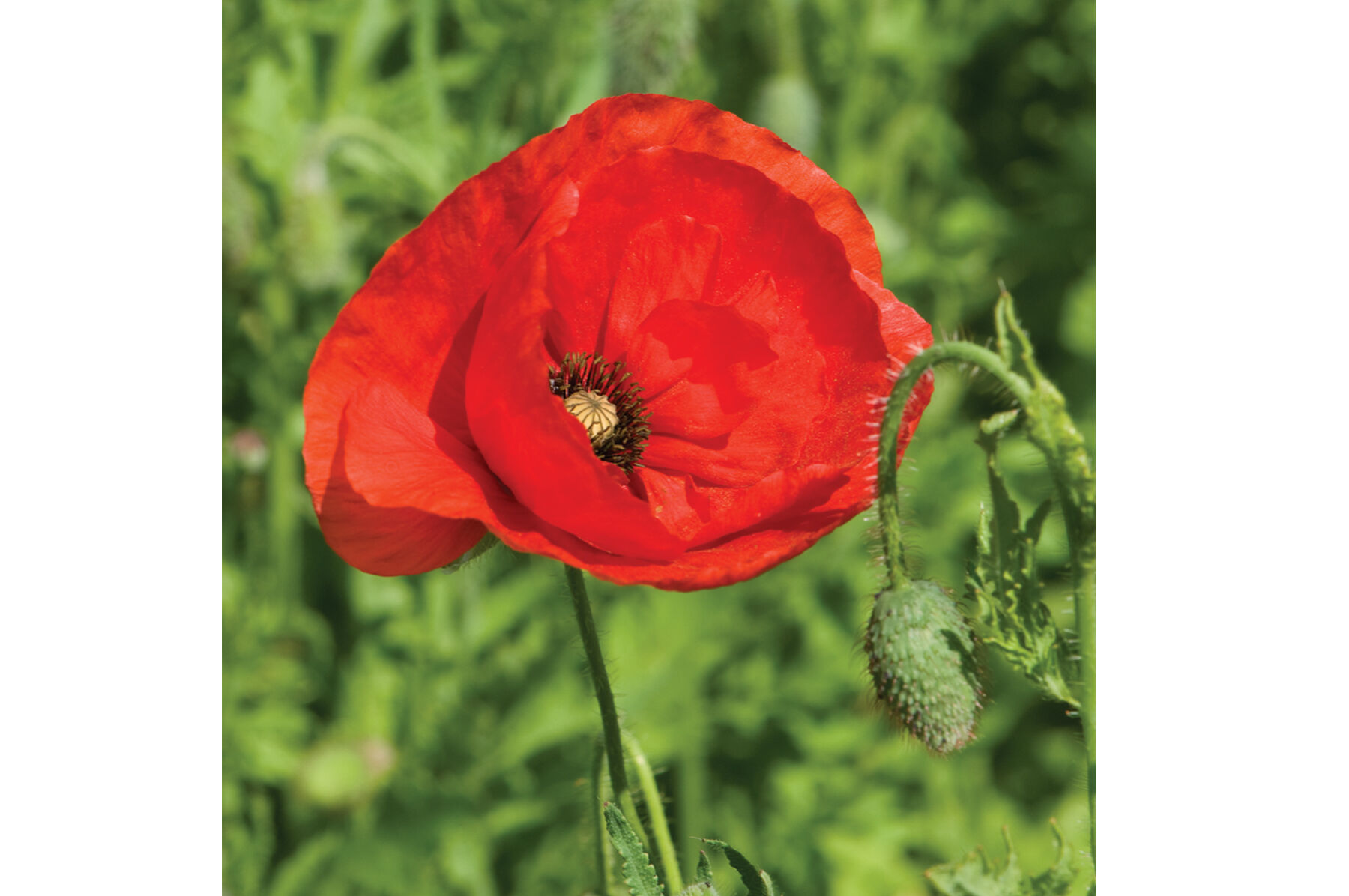 Corn Poppy Poppy