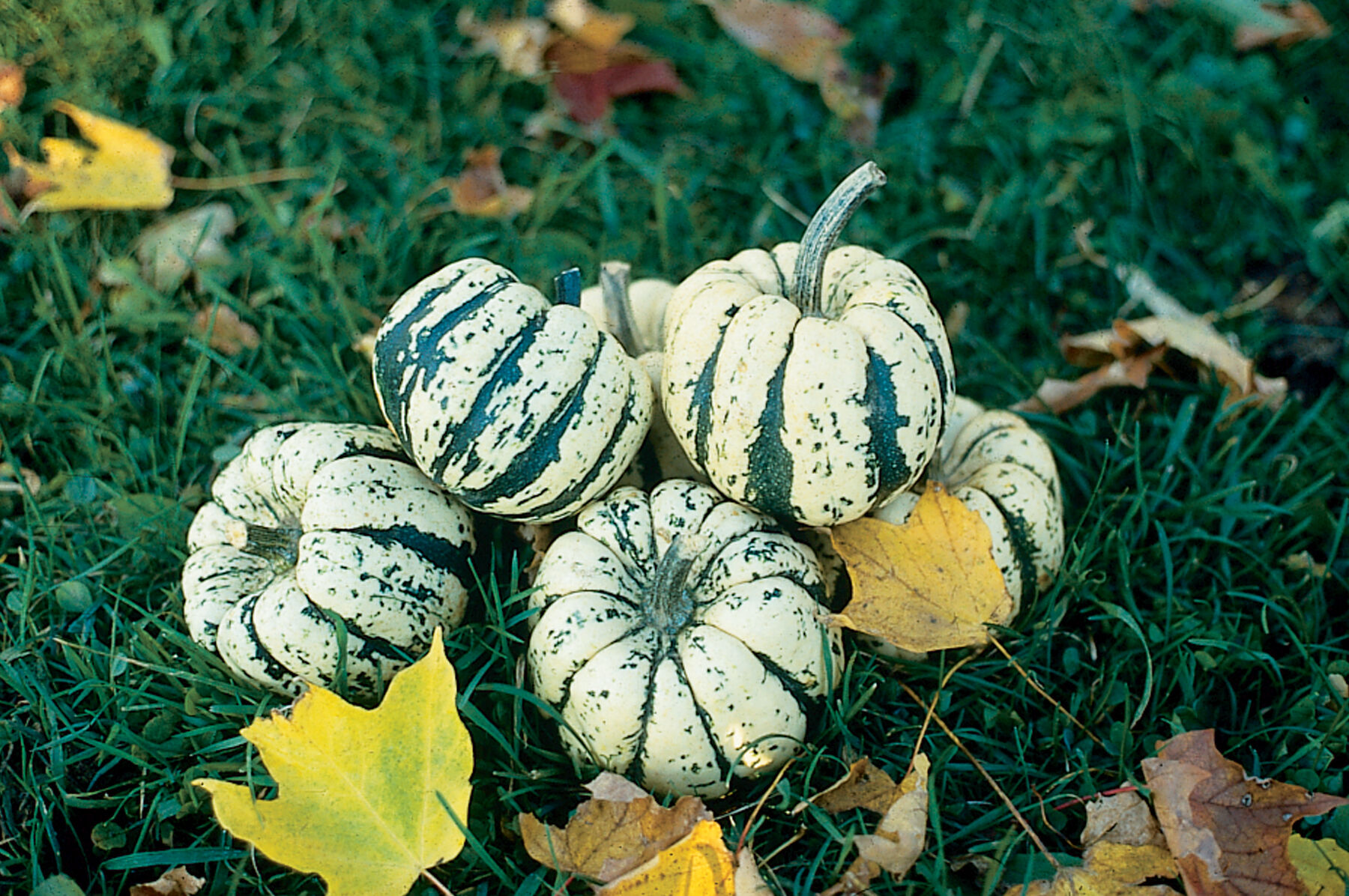 Sweet Dumpling Winter Squash