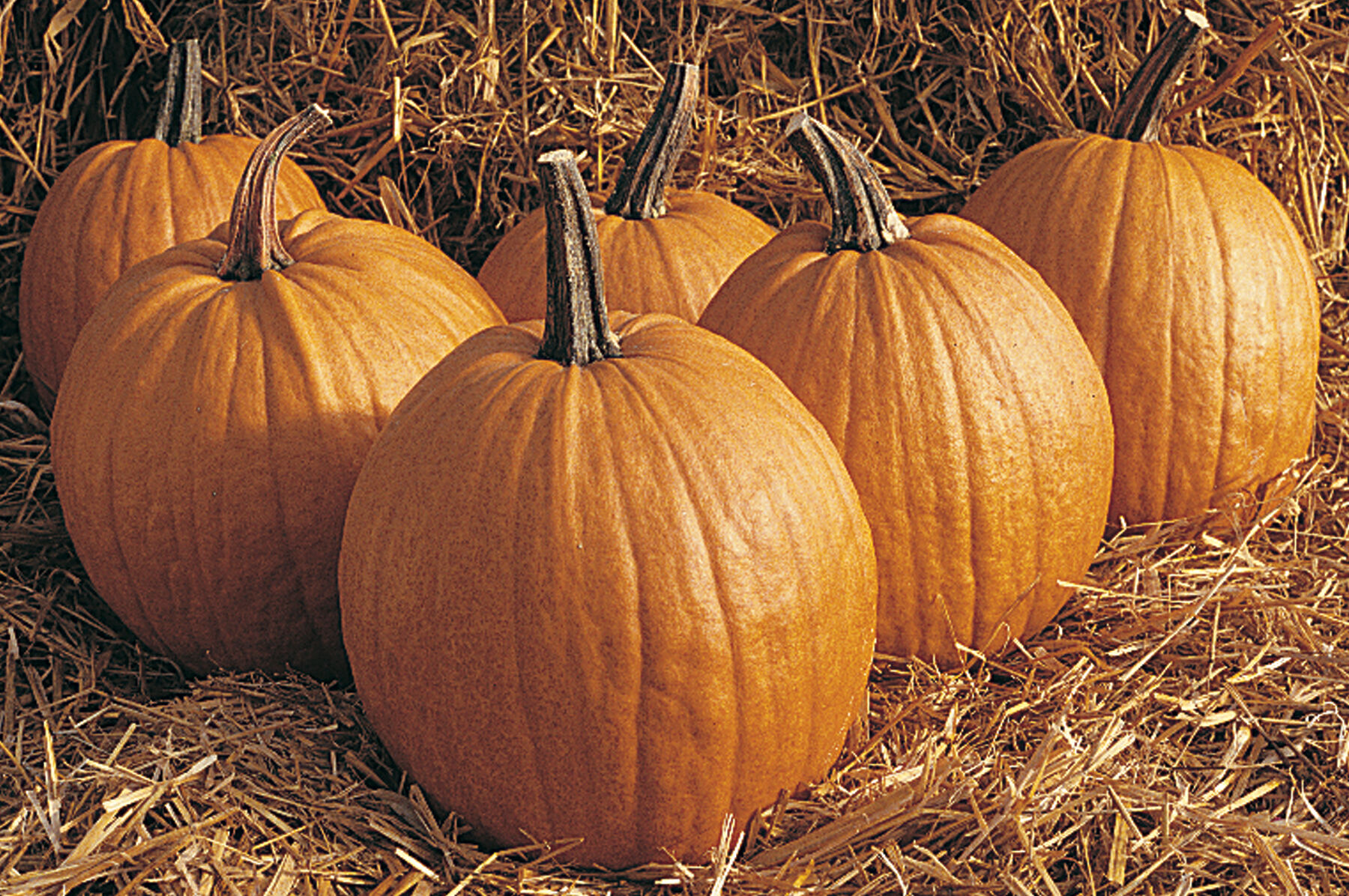 Rocket Jack-o-Lanterns