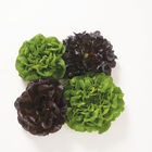 Salanova&reg; Premier Collection Salanova&reg; Lettuce