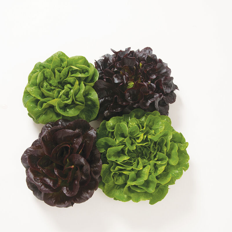Salanova&reg; Premier Collection Salanova&reg; Lettuce