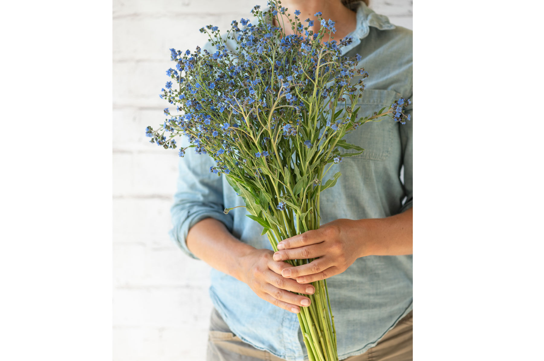 Firmament Cynoglossum