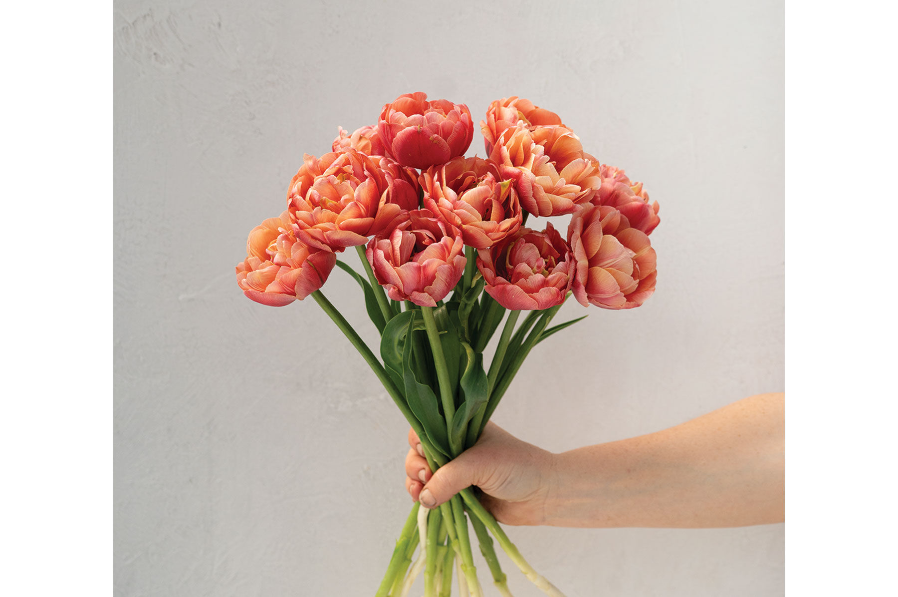 Copper Image Tulips