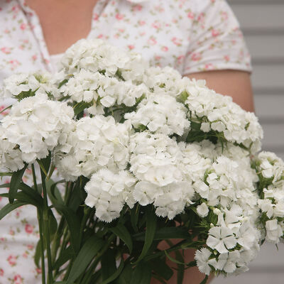 Sweet™ White Dianthus (Sweet William)