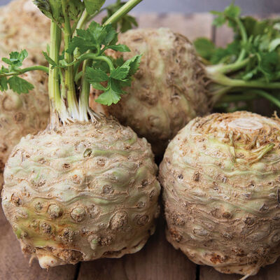 Athos Celeriac (Celery Root)