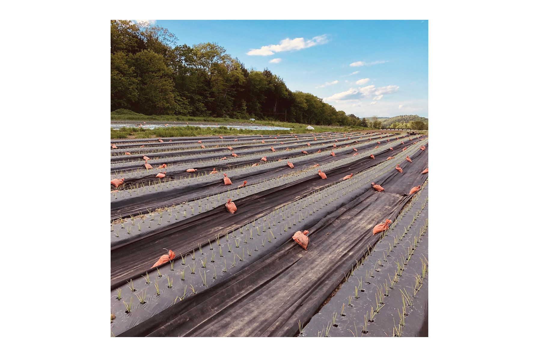 Black Weed Fabric &ndash; 3' x 820' Mulches and Weed Barrier