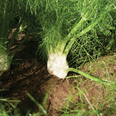 Orazio Fennel