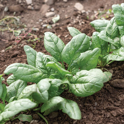 Tundra Savoyed-Leaf Spinach