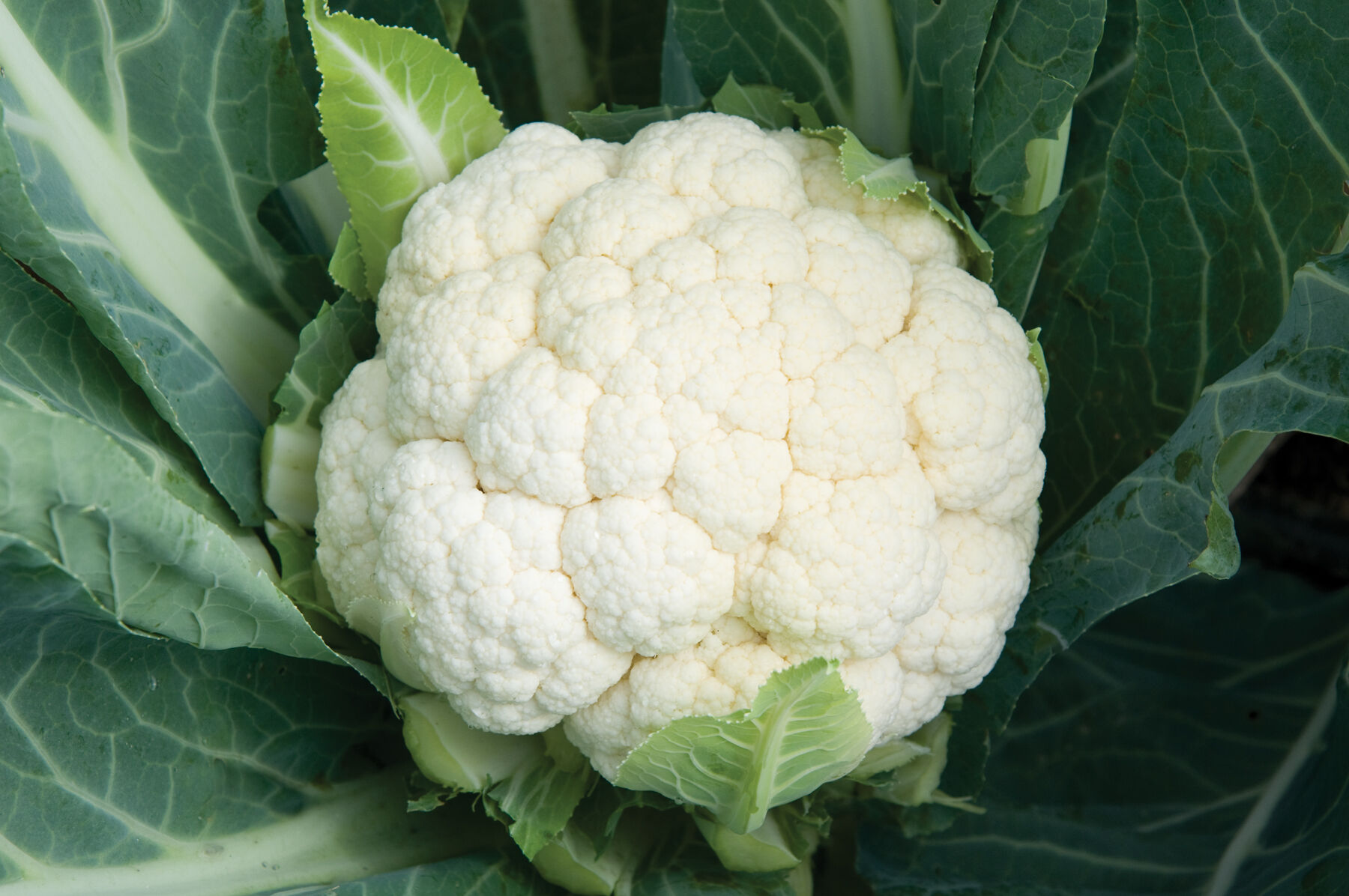 Skywalker Cauliflower