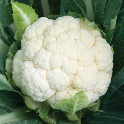 Skywalker Standard Cauliflower